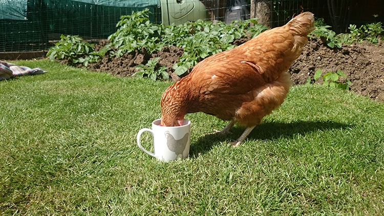 Abbeveratoio per galline polli da litri 40 a sifone