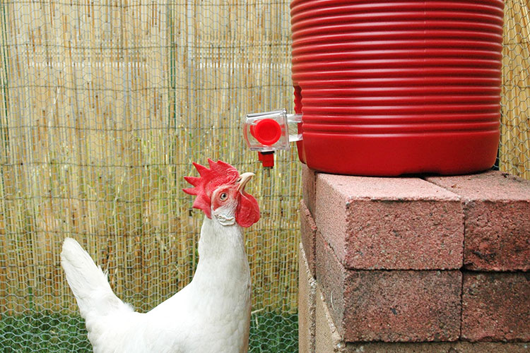 Abbeveratoio per galline a goccia con cisterna da mettere nel pollaio