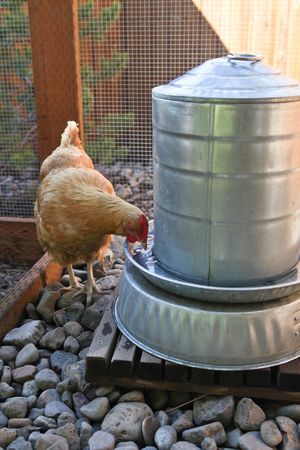 Abbeveratoio per galline: come gestire l'acqua nel pollaio - Galline,  Pollaio, Ricette con Uova e Video divertenti