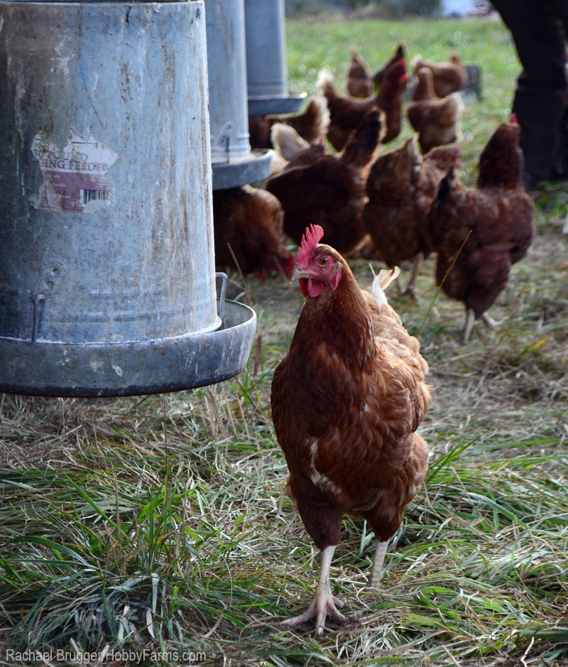 Abbeveratoio per galline con sifone sospeso nel pollaio