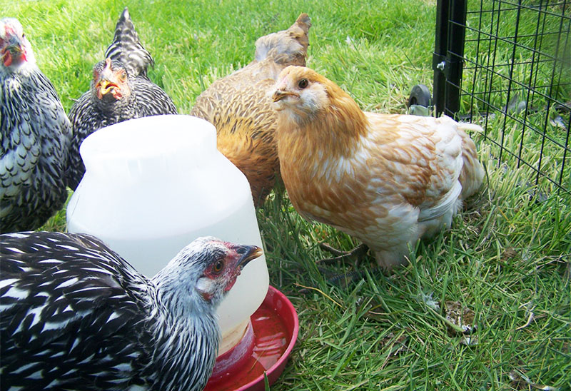 Abbeveratoio con acqua non deve mai mancare alle galline ovaiole