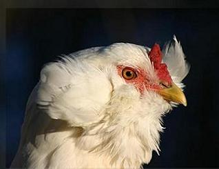 Gallina di razza Araucana