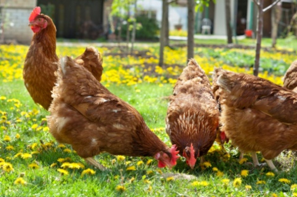 Alimentazione sana delle galline per uova dal guscio duro | TuttoSulleGalline.it