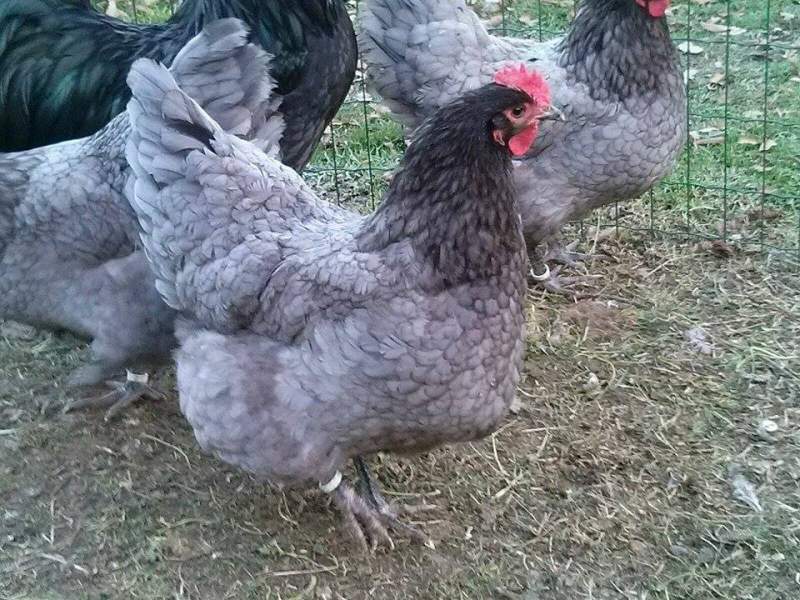 Gallina ovaiola di razza Australorp blu orlata