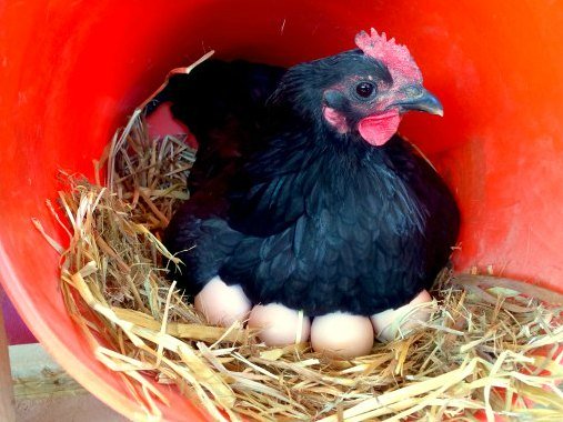 Gallina ovaiola Australorp da record nella deposizione