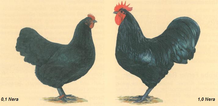 Gallina ovaiola nera e gallo nero australorp in un disegno dello standard italiano FIAV