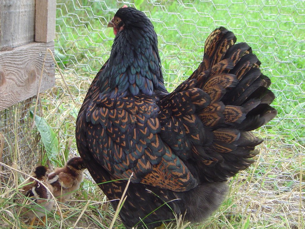 Gallina ovaiola olandese di razza Barnevelder