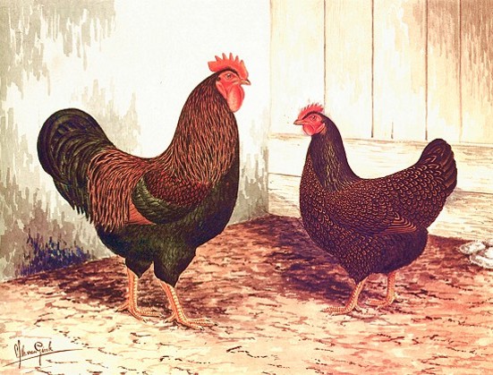 La rappresentazione della gallina ovaiola Barnevelder perfetta (opera Van Gink)