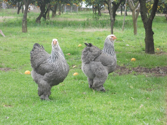 Due esemplari bellissime di galline ornamentali Brahma.