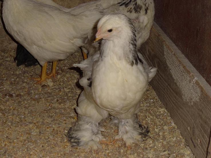 Pulcino di Brahma già con le zampe belle piumate.