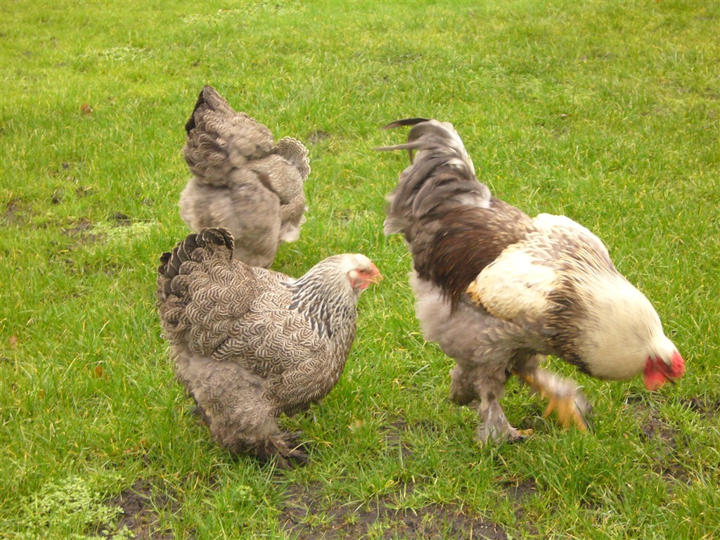 Gallo brahma perniciato argento a maglie blu; gallina brahma perniciato argento a maglie nere.