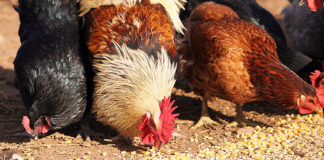 La corretta alimentazione delle galline ovaiole: cosa devono mangiare | Tuttosullegalline.it