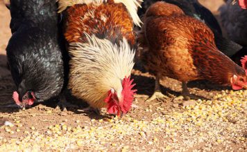 La corretta alimentazione delle galline ovaiole: cosa devono mangiare | Tuttosullegalline.it