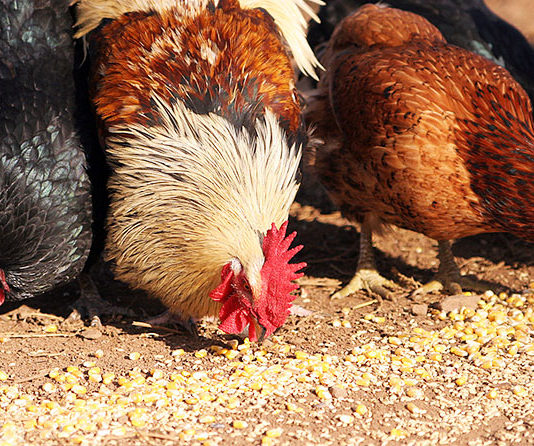 La corretta alimentazione delle galline ovaiole: cosa devono mangiare | Tuttosullegalline.it