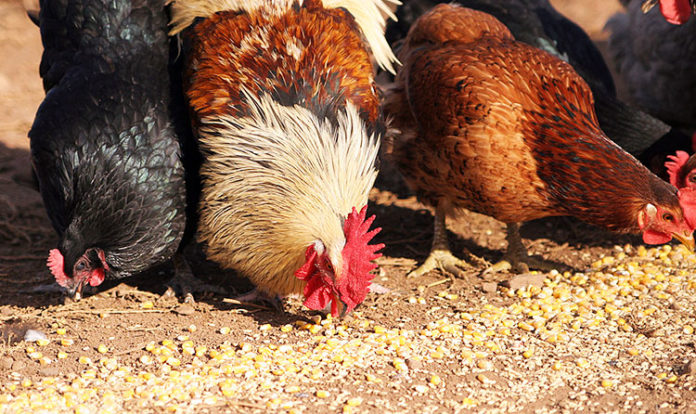 La corretta alimentazione delle galline ovaiole: cosa devono mangiare | Tuttosullegalline.it