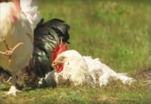 Etologia di galli e galline. La vita emotiva degli animali | TuttoSulleGalline.it