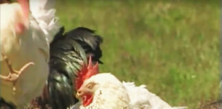 Etologia di galli e galline. La vita emotiva degli animali | TuttoSulleGalline.it