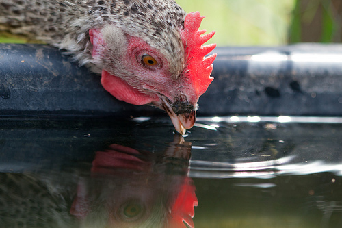 Le galline si abbeverano frequentemente a piccoli sorsi | TuttoSulleGalline.it