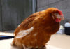 Ritenzione dell'uovo nella gallina: sintomi e rimedi | TuttoSulleGalline.it
