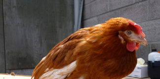 Ritenzione dell'uovo nella gallina: sintomi e rimedi | TuttoSulleGalline.it