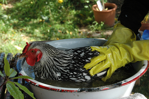 Gallina afflitta da ritenzione dell'uovo: curarla con un bagno caldo