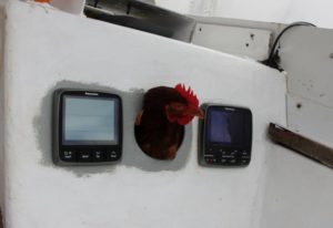 Gallina Monique fa il giro del mondo in barca a vela | TuttoSulleGalline.it