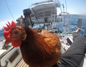 Gallina Monique fa il giro del mondo in barca a vela | TuttoSulleGalline.it