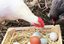 Galline mangiano le loro uova: perchè lo fanno e come evitarlo | TuttoSulleGalline.it