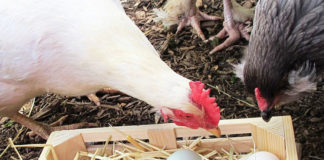 Galline mangiano le loro uova: perchè lo fanno e come evitarlo | TuttoSulleGalline.it