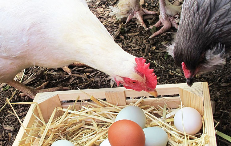 Gallina mangia le proprie uova? Vi sveliamo il perché dell'ovofagia e come  evitarla! - Galline, Pollaio, Ricette con Uova e Video divertenti