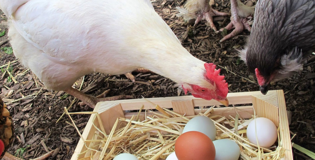 Galline mangiano le loro uova: perchè lo fanno e come evitarlo | TuttoSulleGalline.it