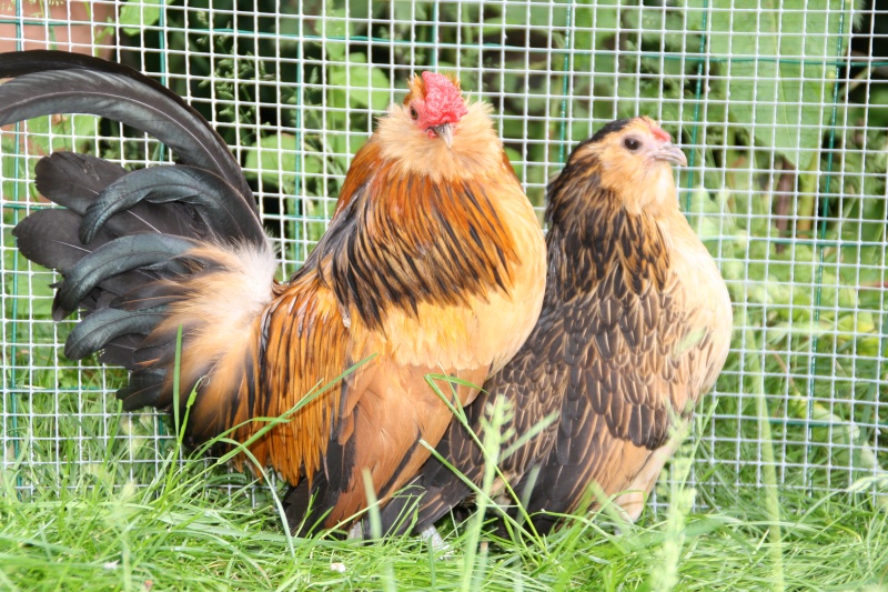 Galline nane bantam - barbus d'anvers