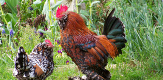 Galline nane: razze Bantam più famose e consigli su come allevarle | Tuttosullegalline.it
