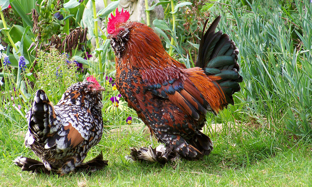 Galline nane bantam - barbus d'uccle