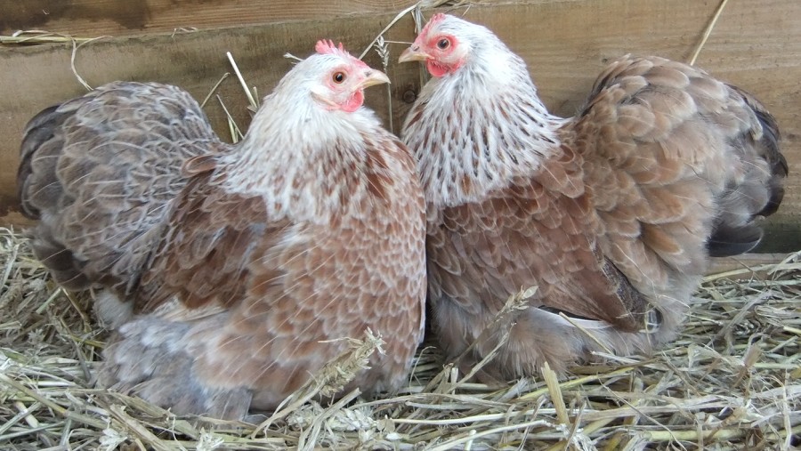 Galline nane bantam - Nana di Pechino