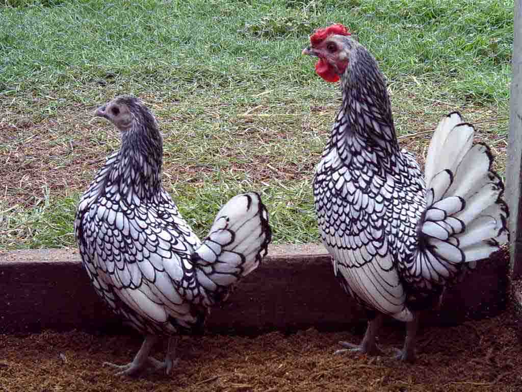 Galline nane bantam - Sebright