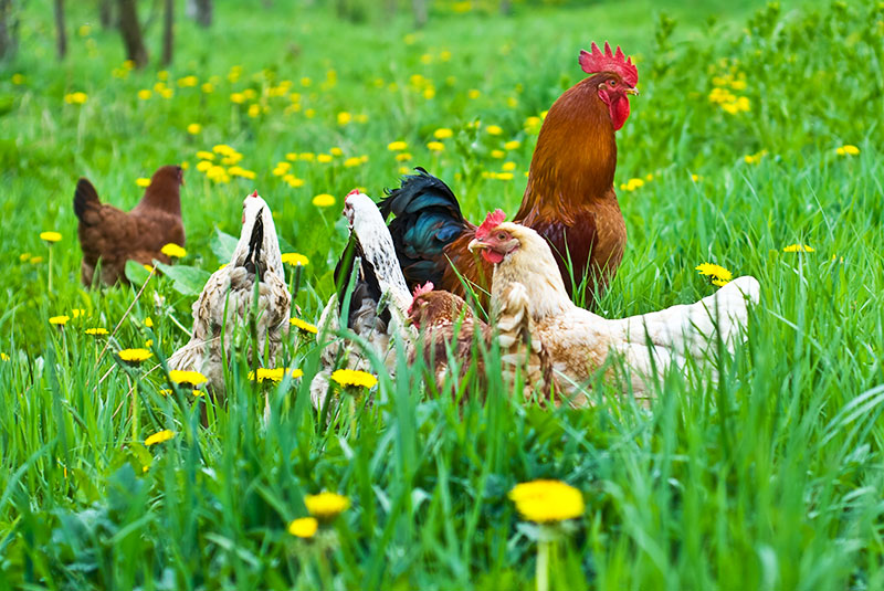 Acquista Tappeto da cucina morbido girasole gallo girasole tappeto