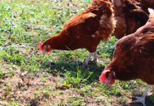 Mangimi per galline ovaiole | TuttoSulleGalline.it