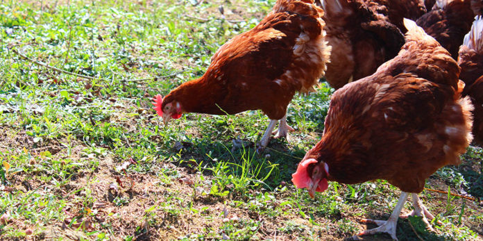 Mangimi per galline ovaiole | TuttoSulleGalline.it