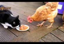 Video divertente di galline che rubano il cibo a gatti e cani | TuttoSulleGalline.it