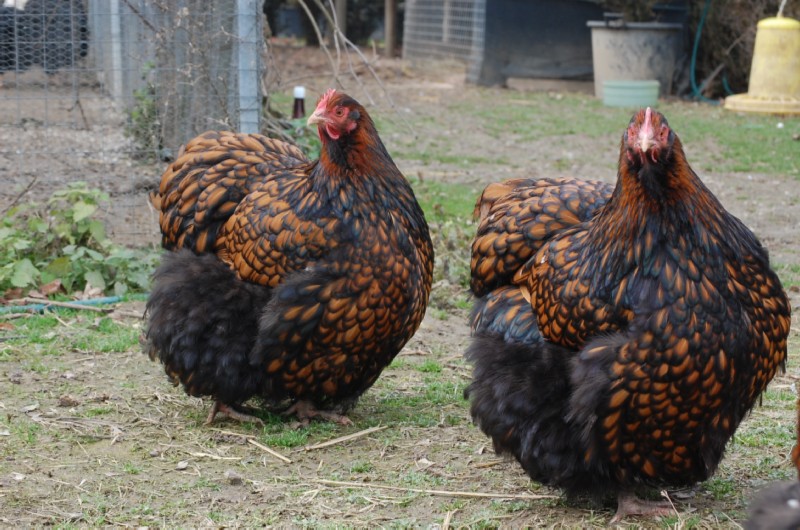 Due splendidi esemplari di galline ornamentali Orpington