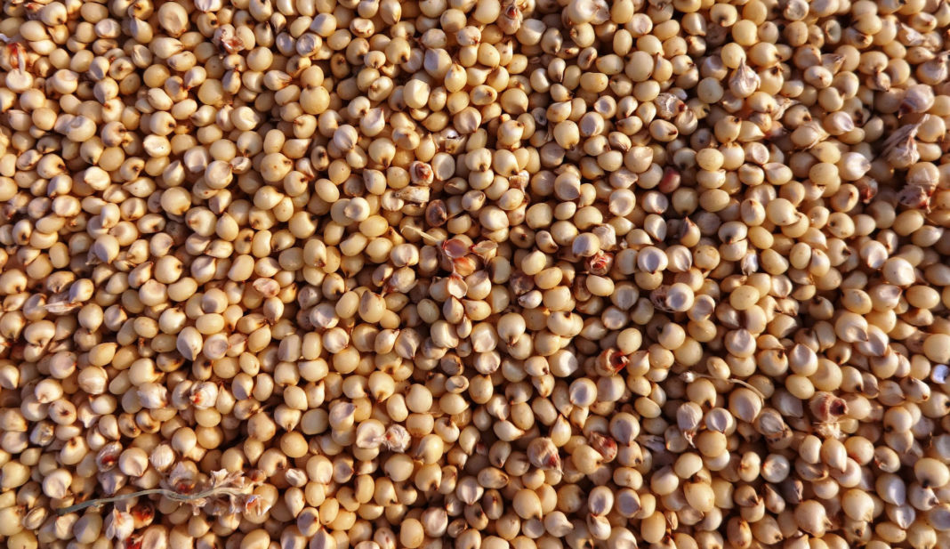 Sorgo, per un'alimentazione sana delle nostre galline ovaiole