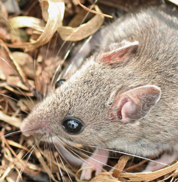 Pollaio infestato da topi o ratti? Ecco come eliminarli (anche con rimedi naturali)