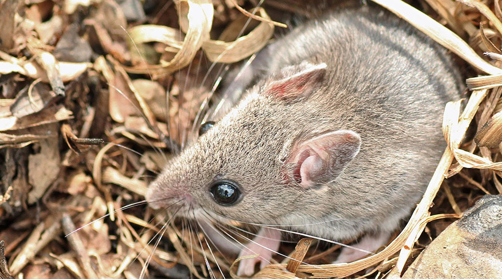 Acquistare trappole vive per topi e ratti
