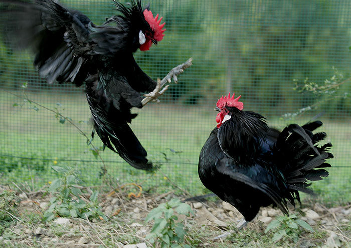 Galli di razza Valdarno nera