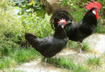 La gallina ovaiola nera del Valdarno | TuttoSulleGalline.it