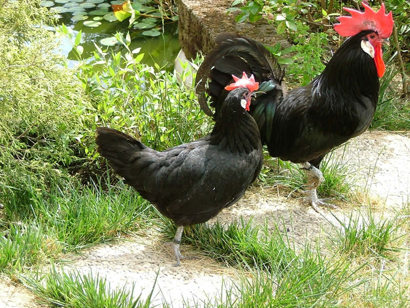 Galline ovaiole di razza Valdarno Nera