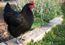 Australorp, gallina ovaiola da record | Tuttosullegalline.it