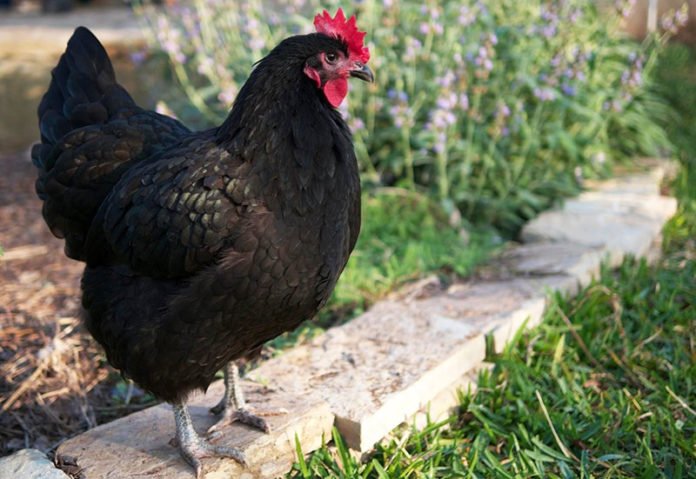 Australorp, gallina ovaiola da record | Tuttosullegalline.it