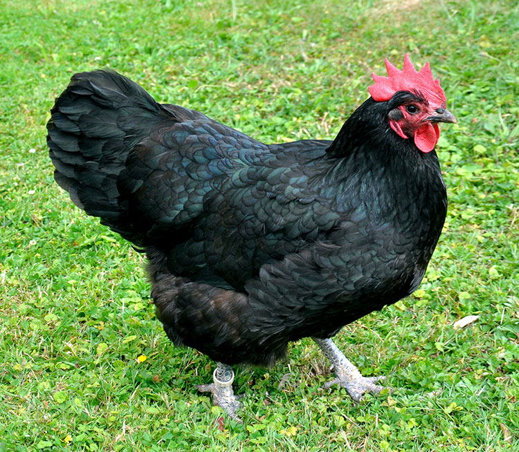 Gallina ovaiola Australorp nera